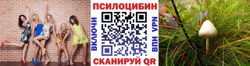 купить наркоту  Новомичуринск  Галлюциногенные грибы Psilocybe 